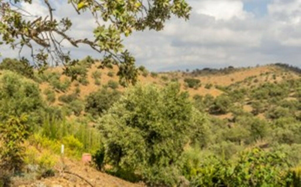 Finca - Cortijo Alora Málaga - image 52