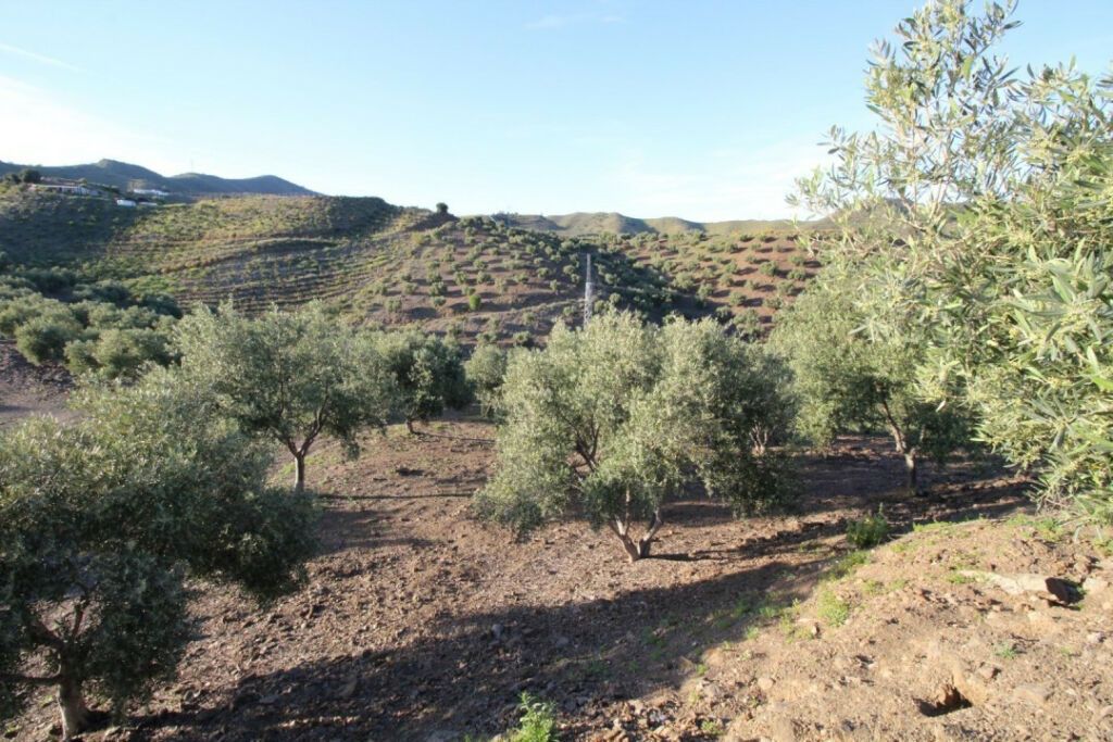 Land Benajarafe Málaga - image 6