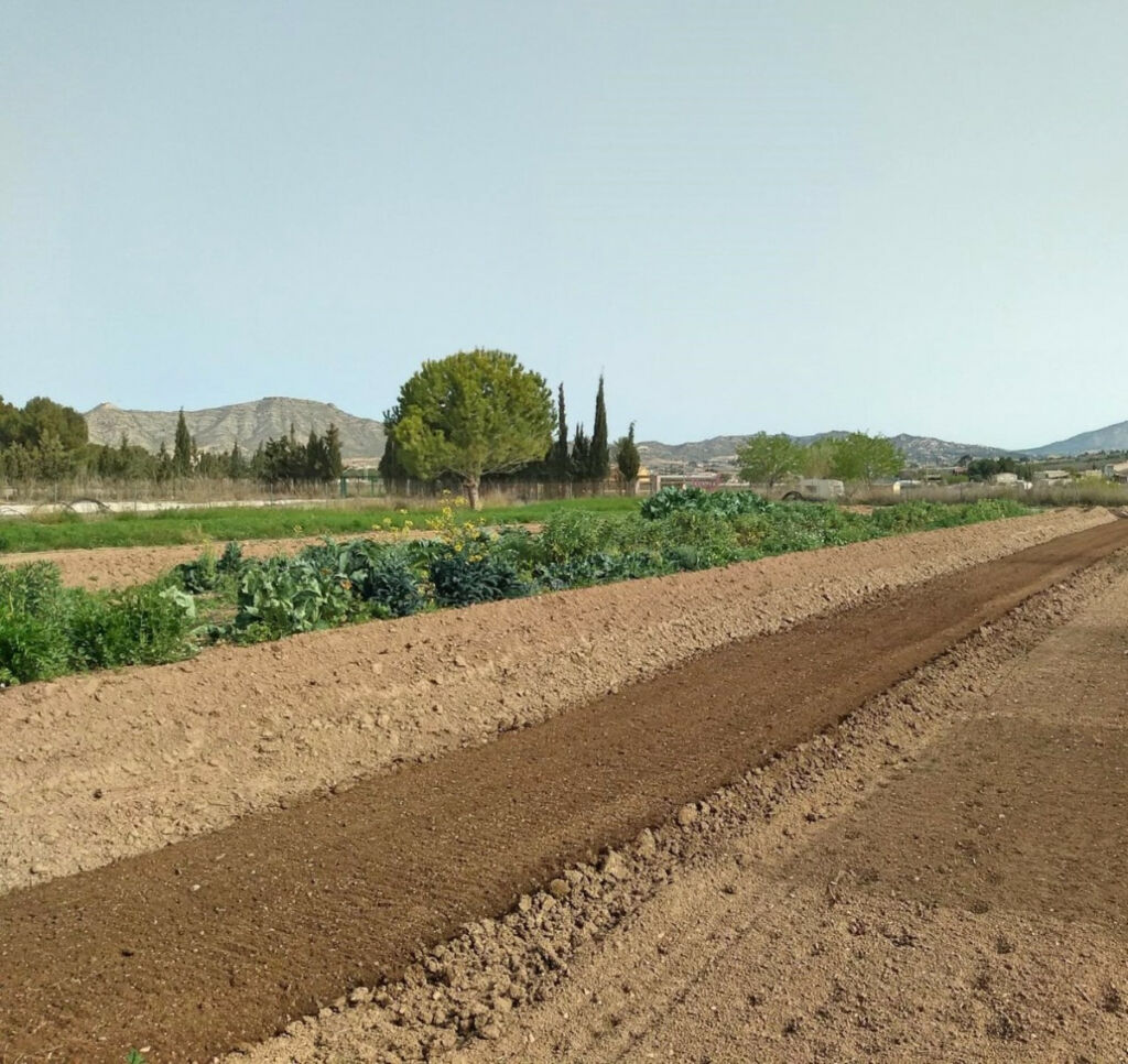Detached Villa Aspe Alicante - image 6