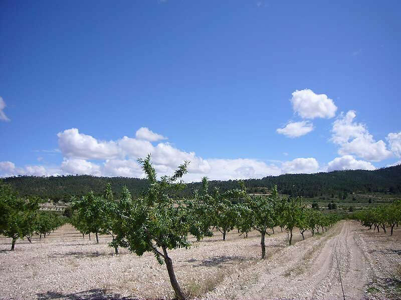 Finca - Cortijo Salinas Alicante - image 6