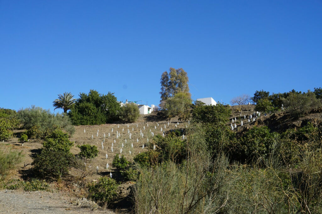 Finca - Cortijo La Viñuela Málaga - image 6