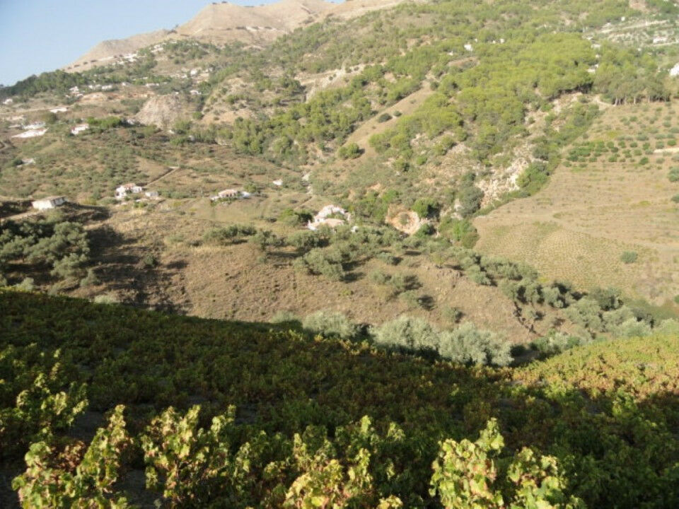 Land Cómpeta Málaga - image 6