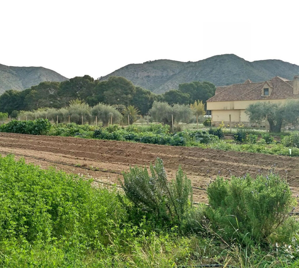 Detached Villa Aspe Alicante - image 7