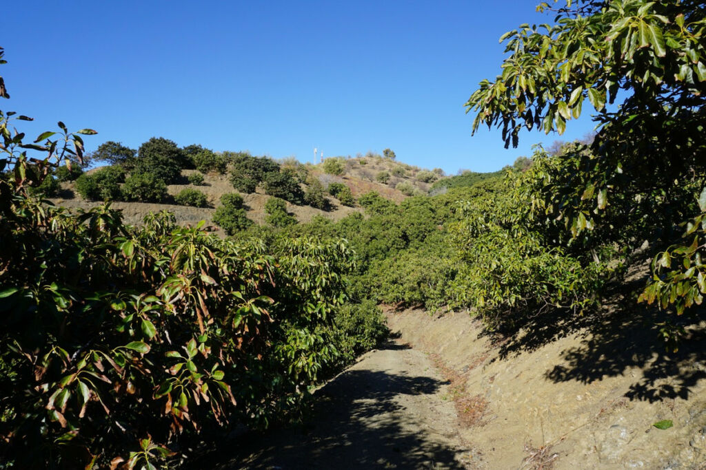 Finca - Cortijo La Viñuela Málaga - image 7