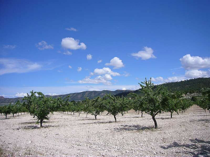Finca - Cortijo Salinas Alicante - image 7