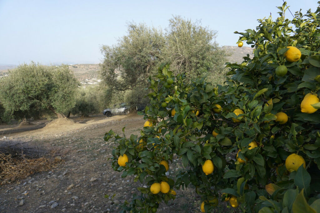Finca - Cortijo Alcaucín Málaga - image 7
