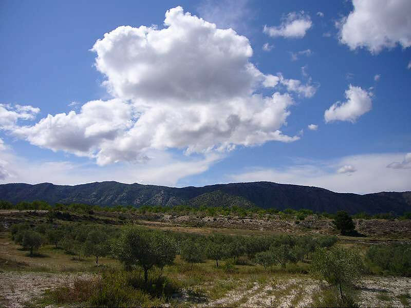Finca - Cortijo Salinas Alicante - image 8