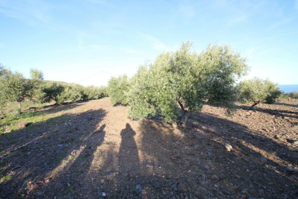 Land Benajarafe Málaga - image 7
