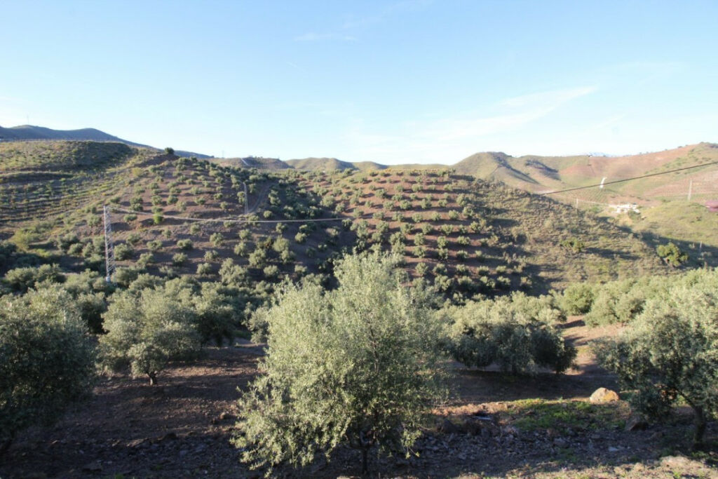 Land Benajarafe Málaga - image 8