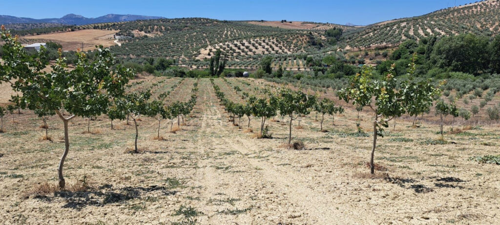 Land Cañete la Real Málaga