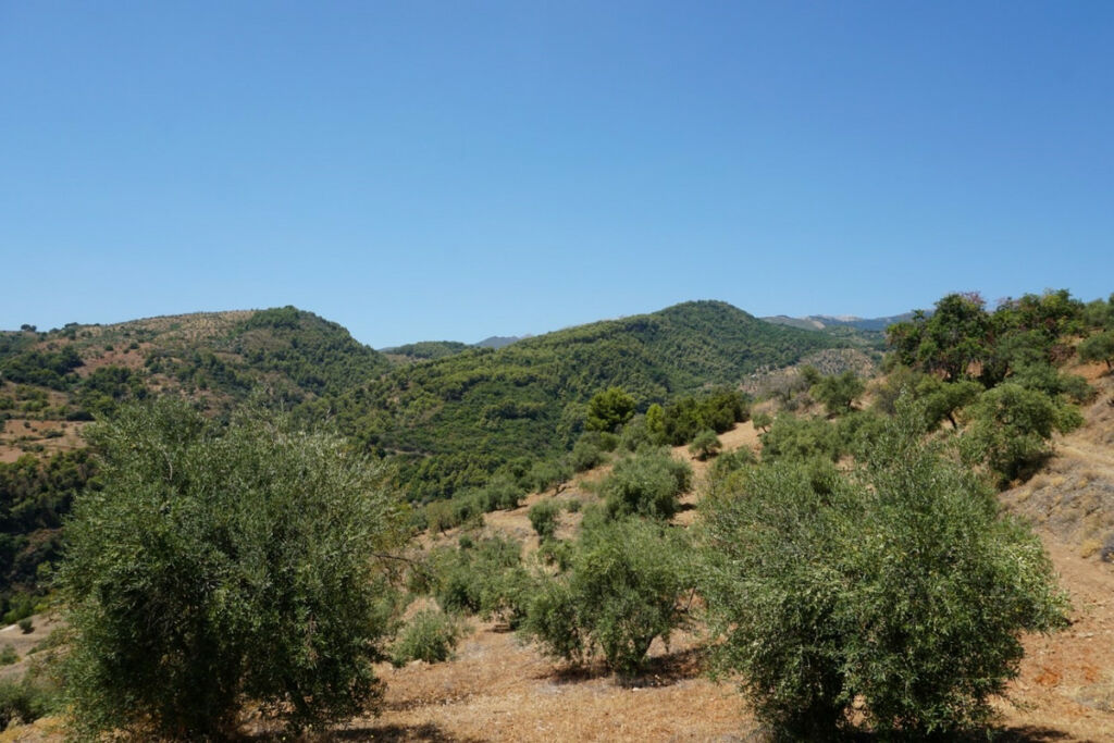 Finca - Cortijo Yunquera Málaga - image 10
