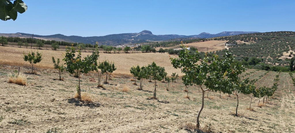Land Cañete la Real Málaga - image 10