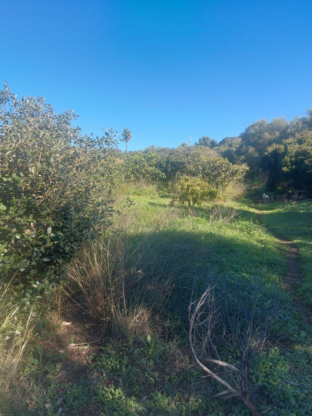 Finca - Cortijo Estepona Málaga - image 11