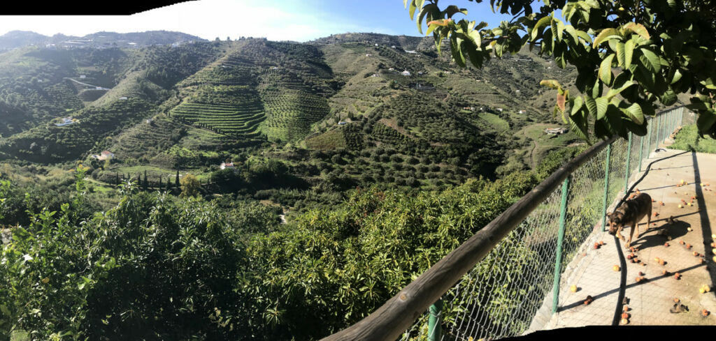 Finca - Cortijo Frigiliana Málaga - image 13