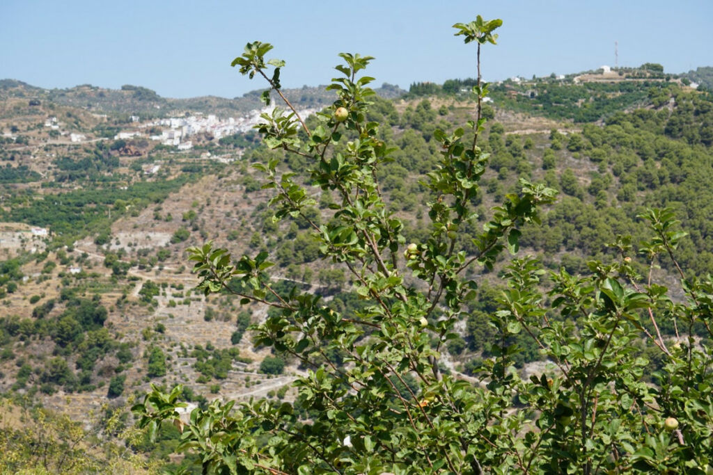 Finca - Cortijo Yunquera Málaga - image 14