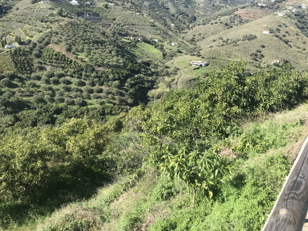 Finca - Cortijo Frigiliana Málaga - image 15