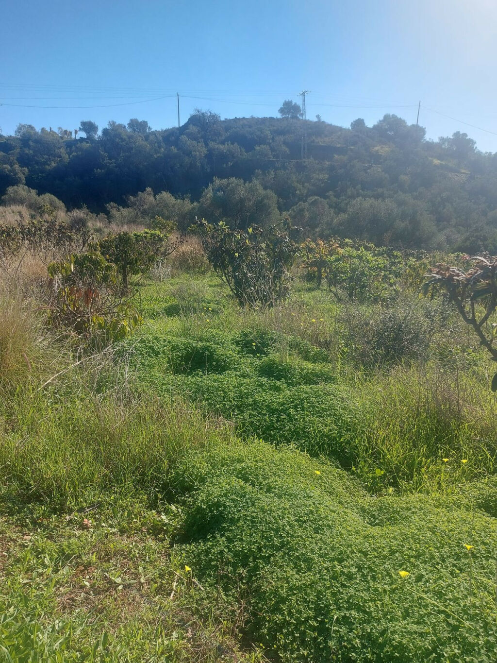Finca - Cortijo Estepona Málaga - image 16