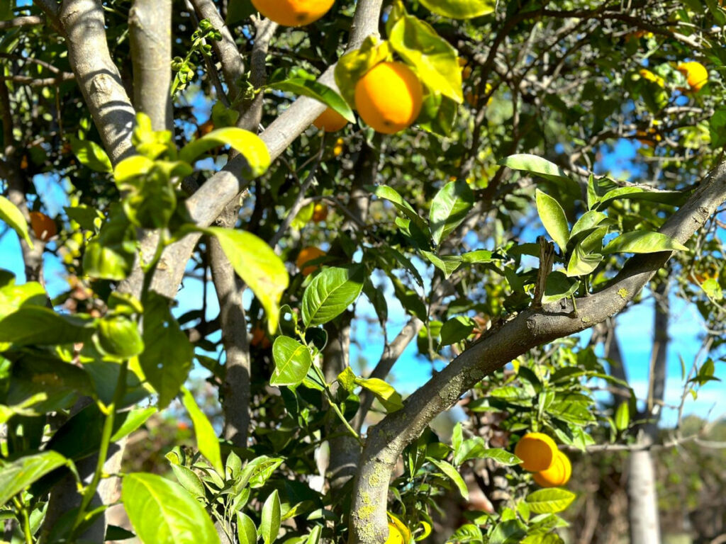 Finca - Cortijo Estepona Málaga - image 17