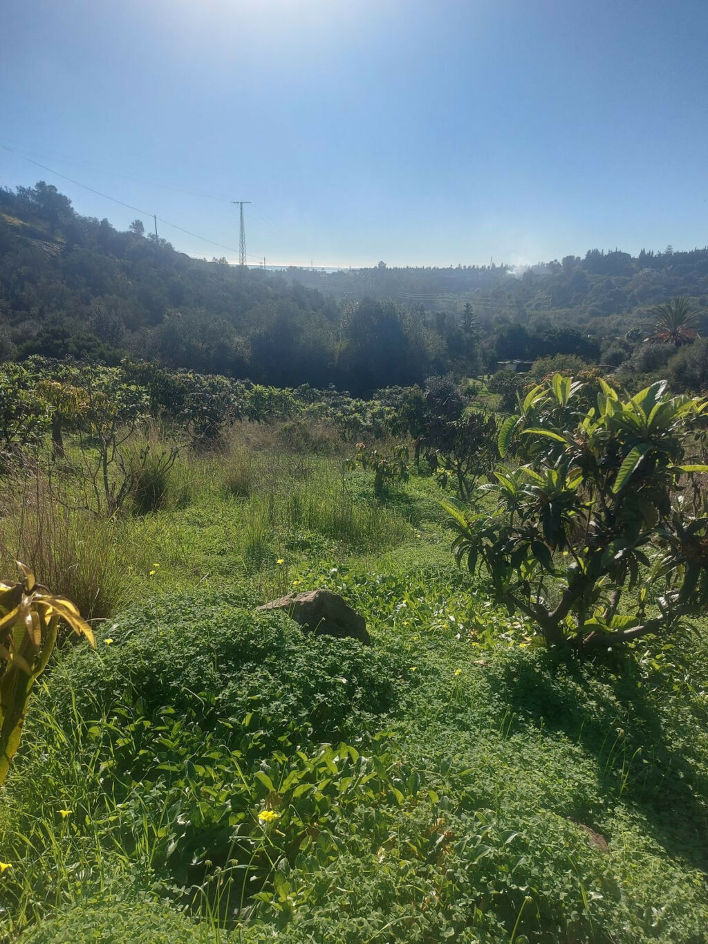 Finca - Cortijo Estepona Málaga - image 17