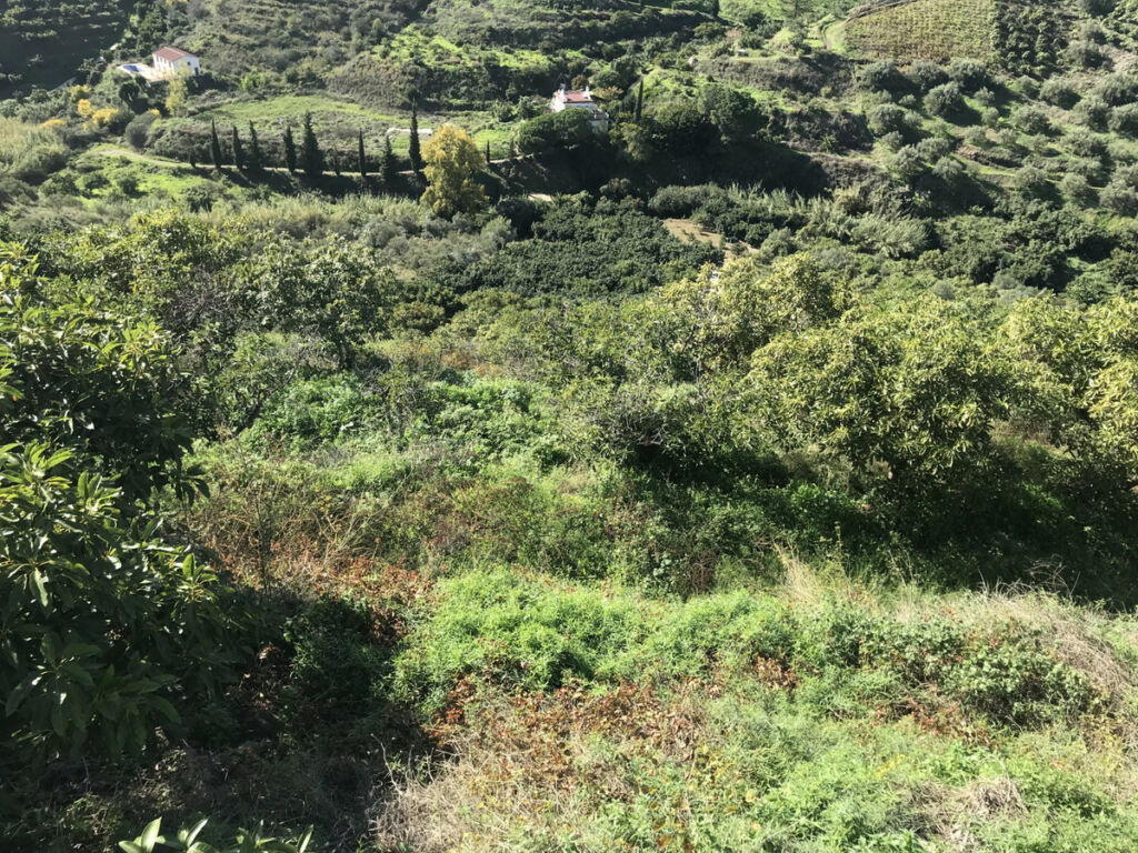 Finca - Cortijo Frigiliana Málaga - image 17