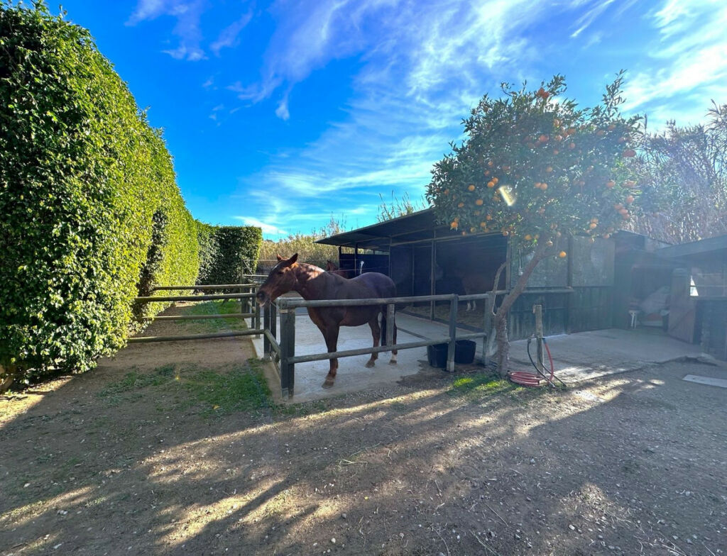 Finca - Cortijo Estepona Málaga - image 18