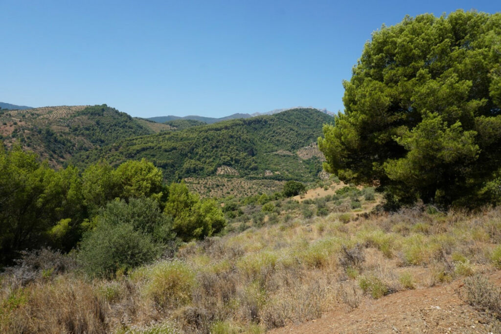 Finca - Cortijo Yunquera Málaga - image 18