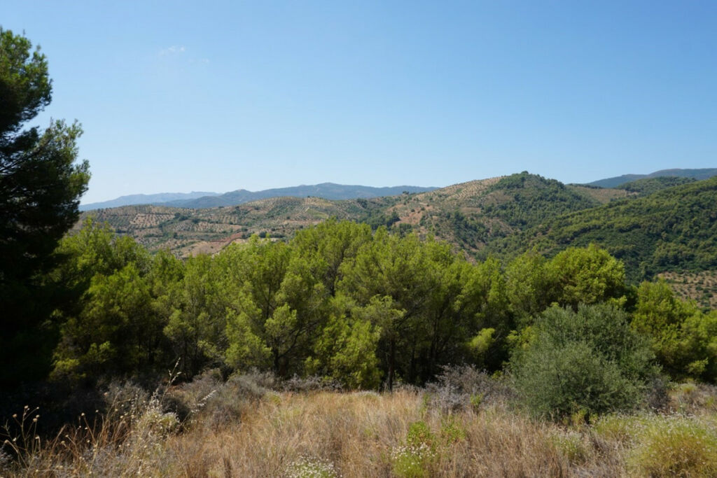 Finca - Cortijo Yunquera Málaga - image 19
