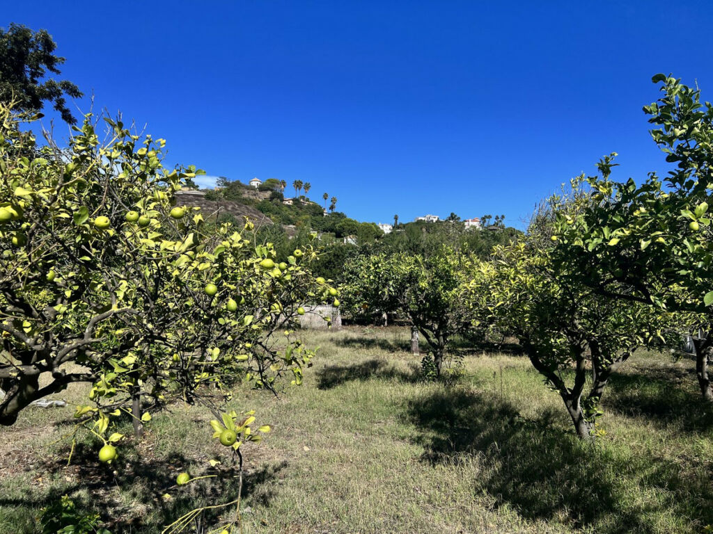 Finca - Cortijo New Golden Mile Málaga - image 19