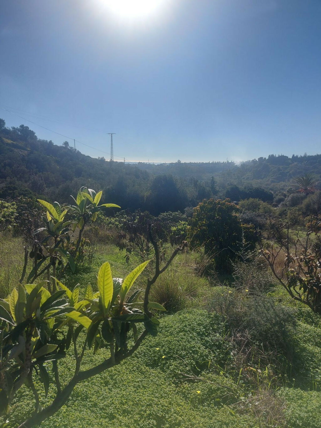 Finca - Cortijo Estepona Málaga - image 19