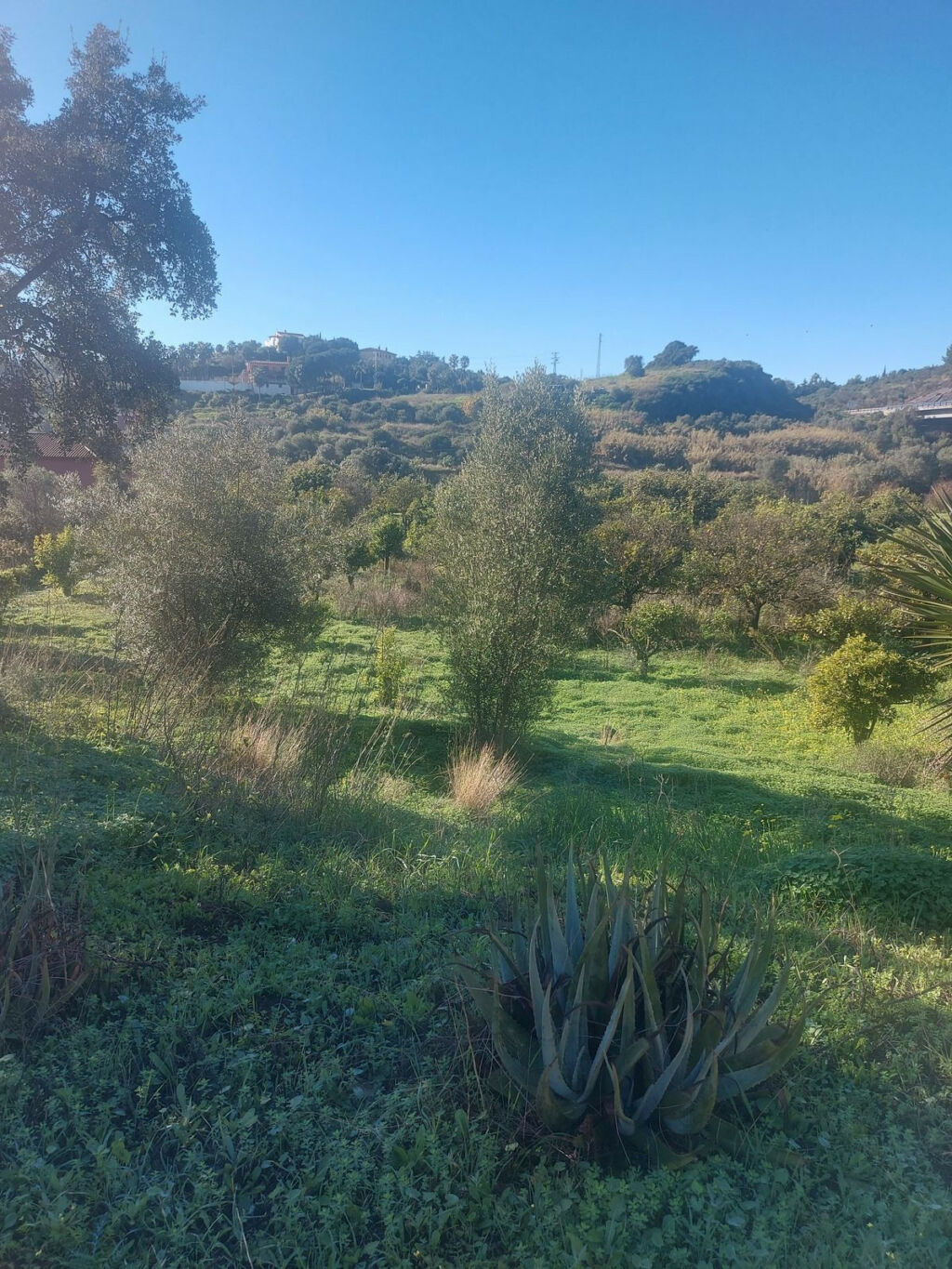 Finca - Cortijo Estepona Málaga - image 2