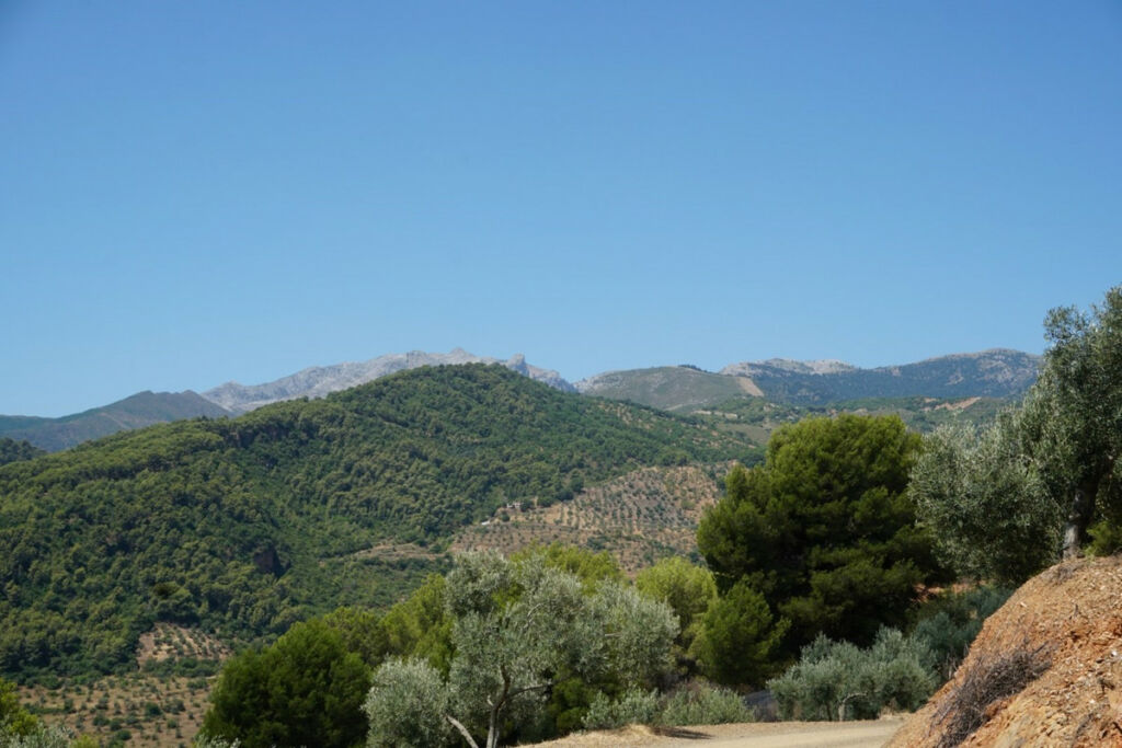 Finca - Cortijo Yunquera Málaga - image 20