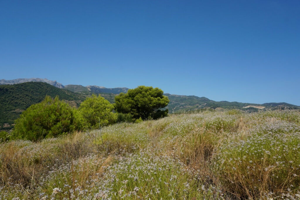 Finca - Cortijo Yunquera Málaga - image 23