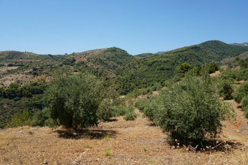 Finca - Cortijo Yunquera Málaga - image 30