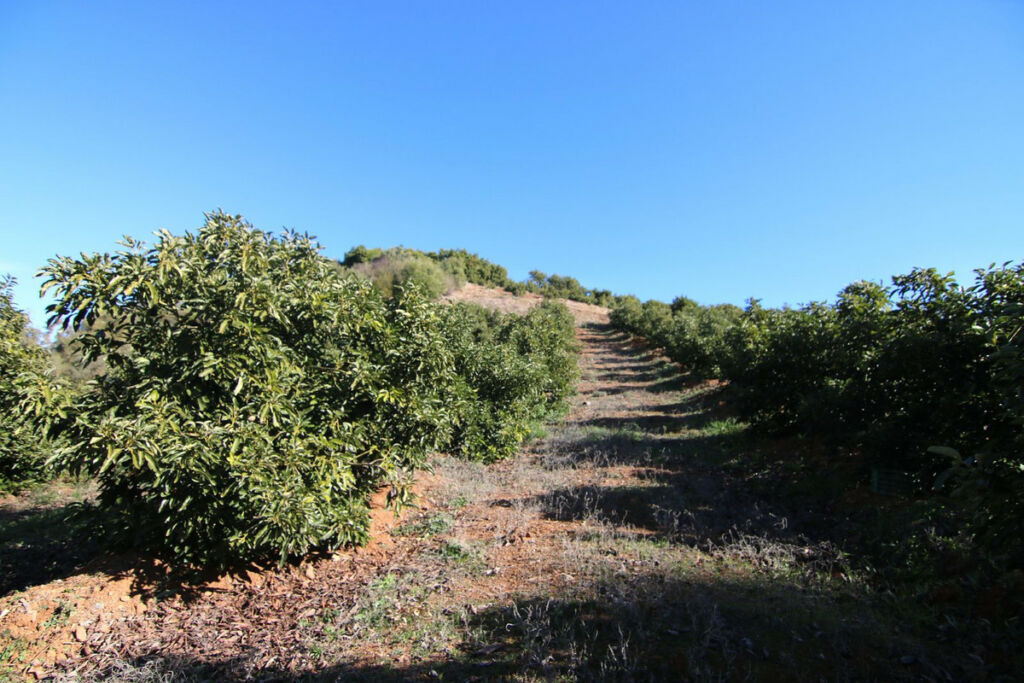 Land Coín Málaga - image 30