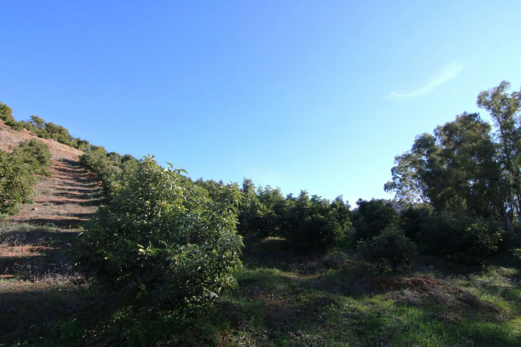Land Coín Málaga - image 31