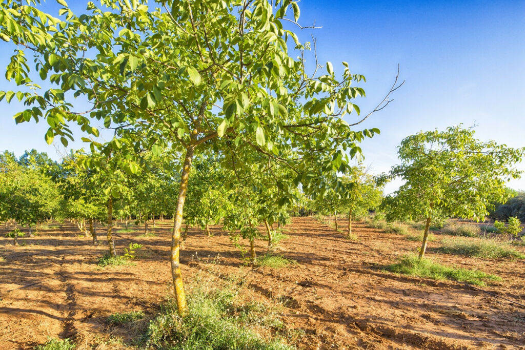 Farm Ronda Málaga - image 36