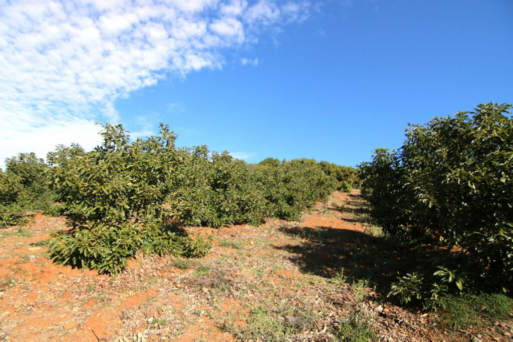 Land Coín Málaga - image 34