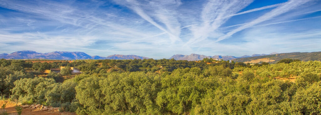 Farm Ronda Málaga - image 40
