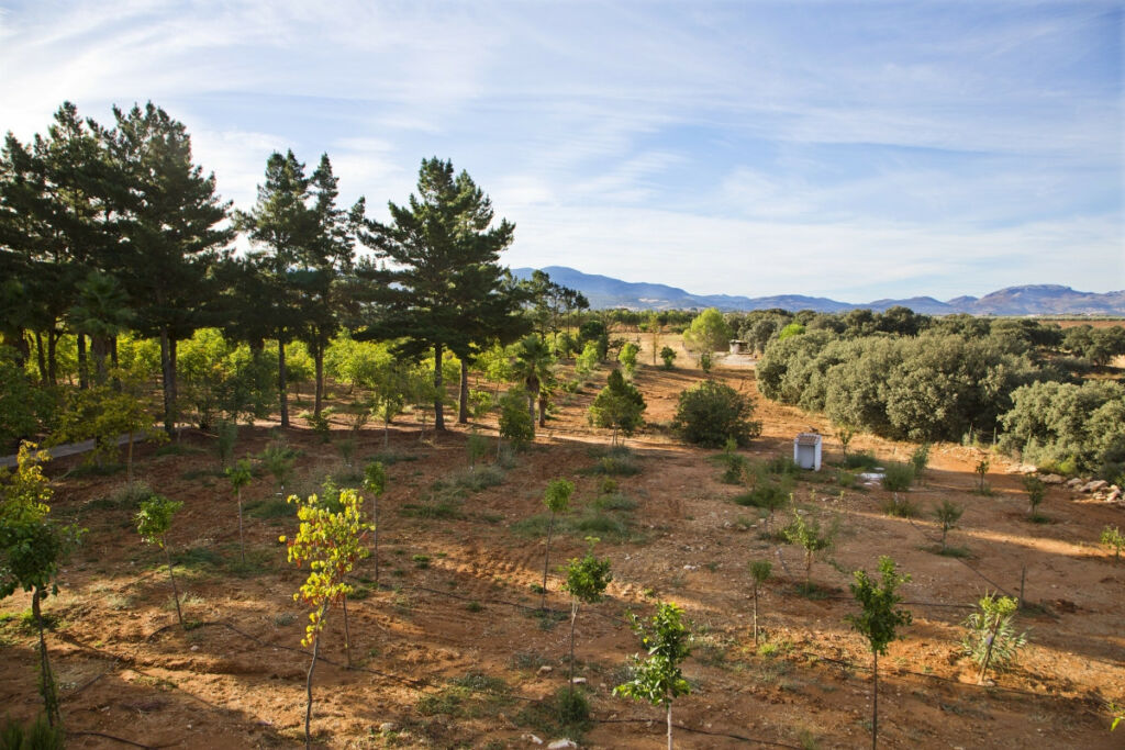 Farm Ronda Málaga - image 7