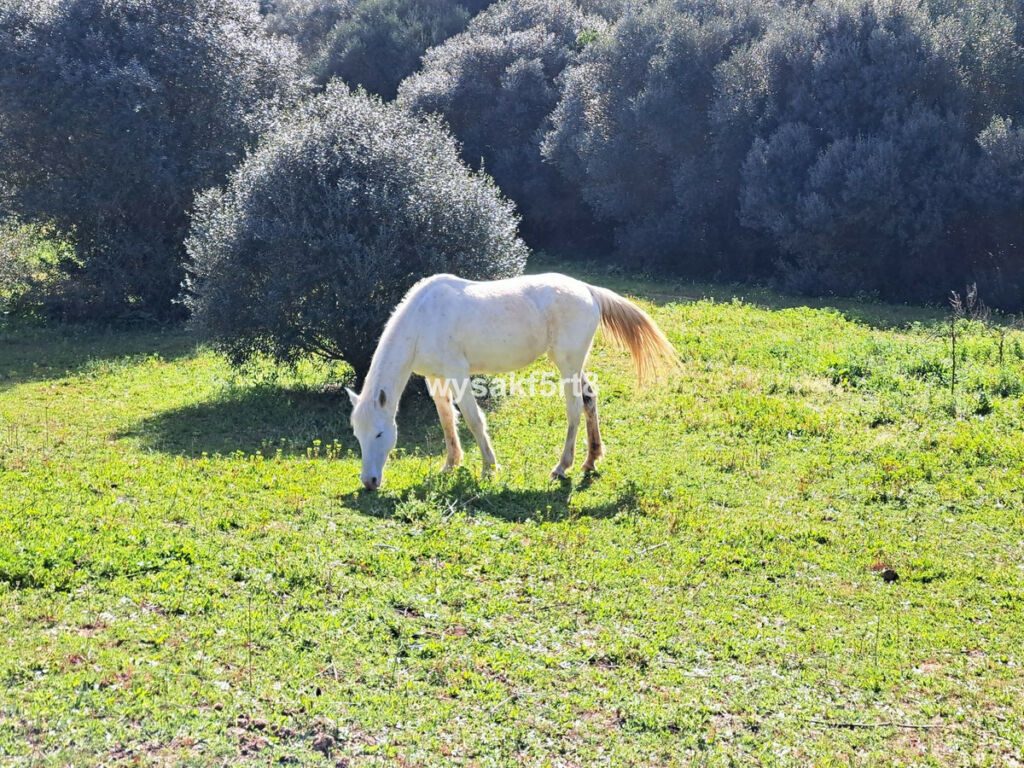 Land San Roque Cádiz - image 2