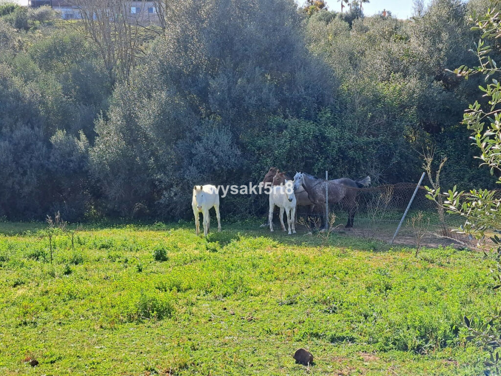 Land San Roque Cádiz - image 8