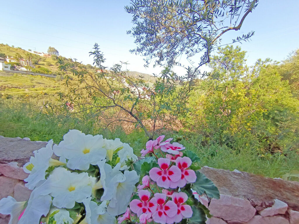 Detached Villa Monda Málaga - image 23