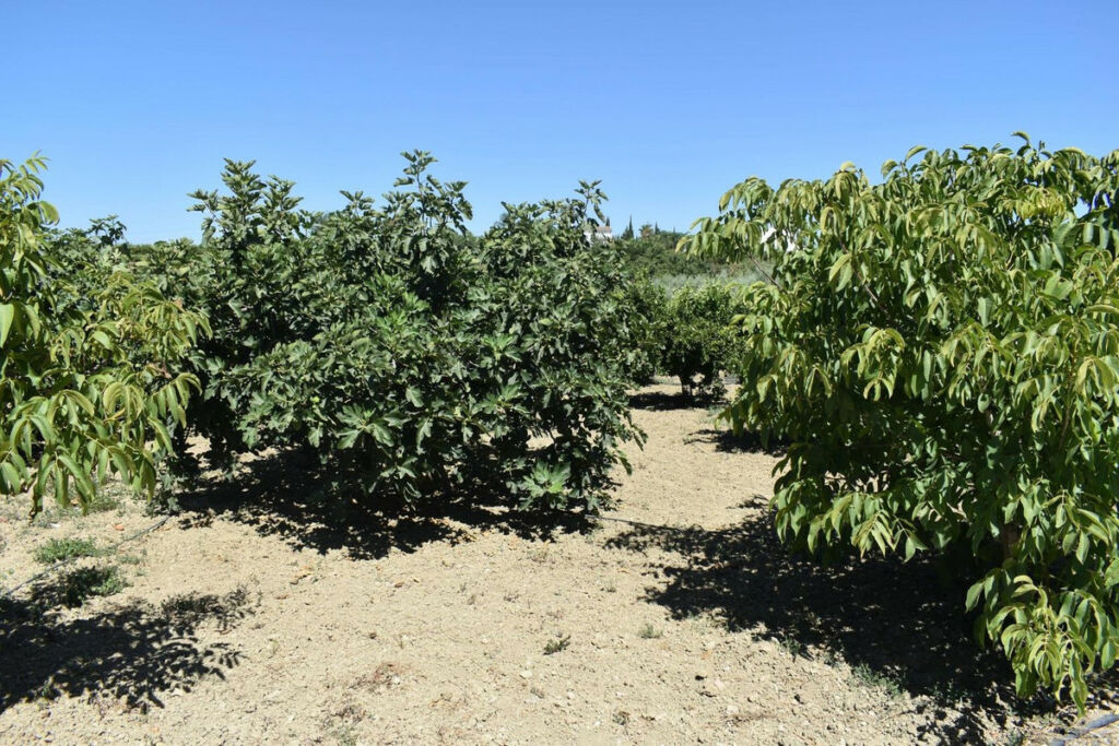 Finca - Cortijo Alhaurín el Grande Málaga - image 22