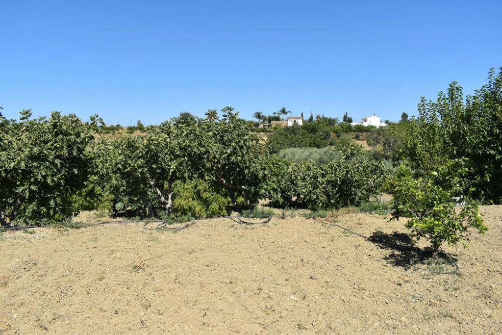 Finca - Cortijo Alhaurín el Grande Málaga - image 31