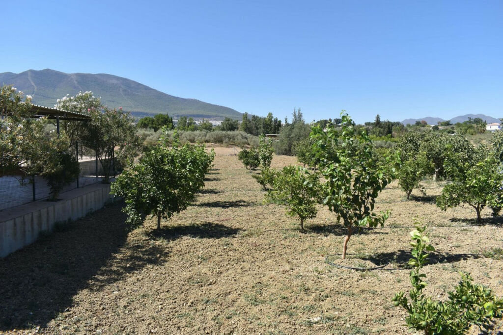 Finca - Cortijo Alhaurín el Grande Málaga - image 32