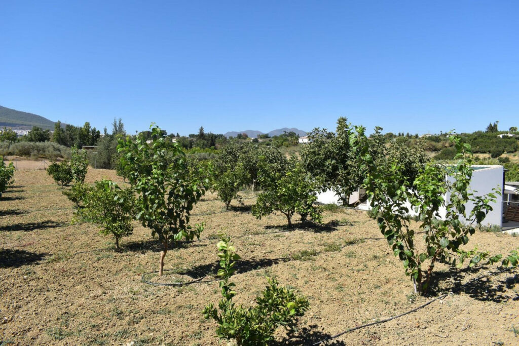 Finca - Cortijo Alhaurín el Grande Málaga - image 33