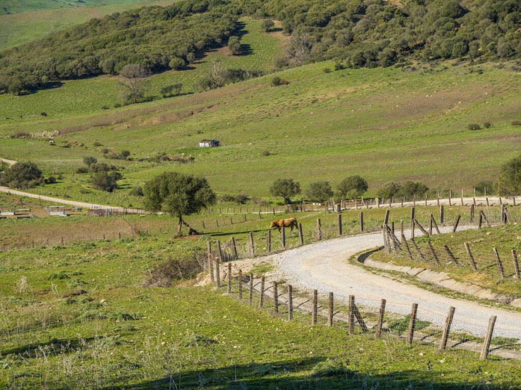 Finca - Cortijo Jimena de la Frontera Cádiz - image 33