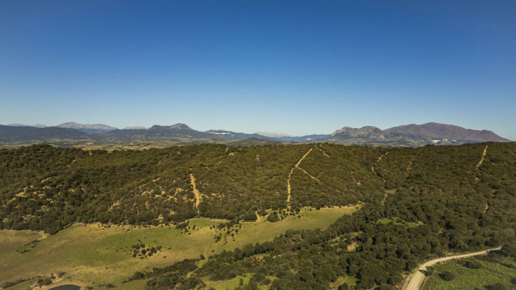 Finca - Cortijo Jimena de la Frontera Cádiz - image 37