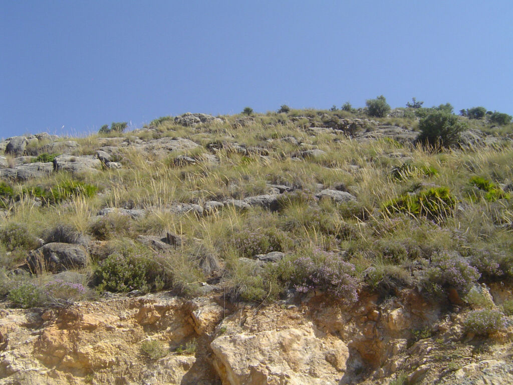 Land Coín Málaga - image 5