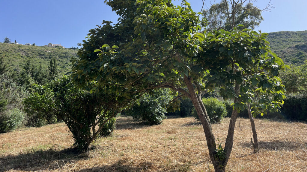 Finca - Cortijo La Duquesa Málaga - image 20